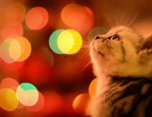 can genrodot game run on pc