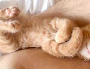 play version caladriusapk20192